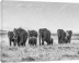 Стадо слонов